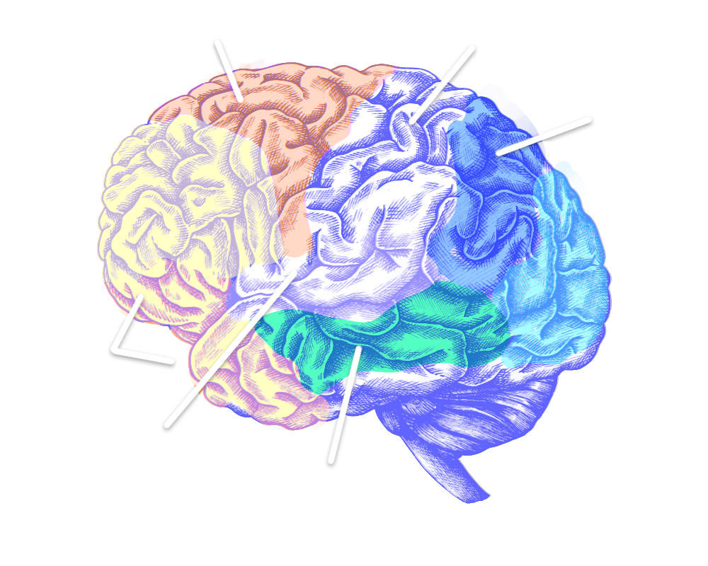 الوظائف التنفيذية
